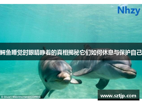鳄鱼睡觉时眼睛睁着的真相揭秘它们如何休息与保护自己